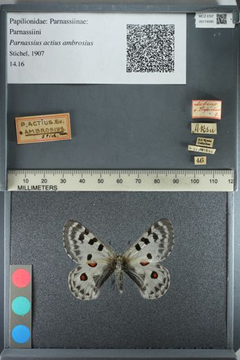 Media type: image;   Entomology 174590